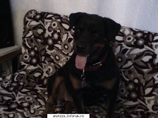 hai sa va mai pun poze cu lady :) ce animale de companie aveti?